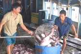 Tôm Việt được giải oan ở Mỹ