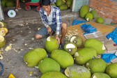 Thủ phủ cam xoàn mùa nghịch “hốt bạc”
