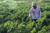 Ninh Thuận sắp thành trung tâm năng lượng sạch