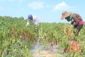 Hơn 100 tấn nghệ của nông dân Quảng Nam cần