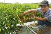 Malaysia bất ngờ dừng nhập khẩu ớt từ Việt Nam