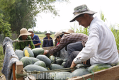Đặc sắc Lễ hội dưa hấu lần đầu tiên ở Việt Nam