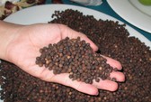 Xôn xao thương lái “bí ẩn” thu mua lượng lớn lá nhàu
