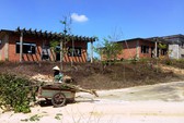 Bò Úc hết thời nuôi sao cũng lãi