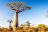 Bí ẩn ở châu Phi: Nhiều cây ngàn năm tuổi lặng lẽ chết