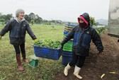 Người bạn Nhật của nông dân