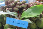 Dừa sáp 250.000 đồng/quả, nông dân rủ nhau mua dừa giống về trồng