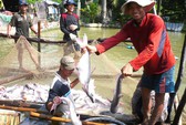 Vụ chuỗi nuôi cá tra ở An Giang đổ vỡ: Phải kiện ra tòa!