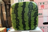 Kỹ sư trẻ trồng thành công dưa pepino tím độc nhất Việt Nam