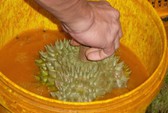 Lại ùn ùn kéo về Vĩnh Long ăn sầu riêng 19.000 đồng/kg