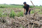Nông dân trồng mía lỗ nặng