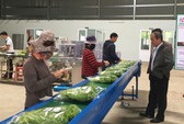 Cà rốt Đà Lạt có bao bì đẹp chắc chắn bán được giá hơn hàng Trung Quốc
