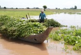 Thức từ 2 giờ sáng đi “săn” sản vật mùa nước nổi