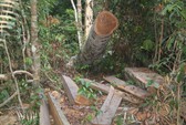Khởi tố vụ phá rừng cổ thụ ở Bình Định