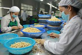 Ngành điều lại