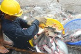 Vụ chuỗi nuôi cá tra ở An Giang đổ vỡ: Phải kiện ra tòa!
