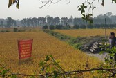Vào HTX để làm lúa
