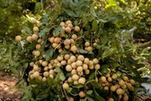 Thanh nhãn mới ở ĐBSCL giá cao gấp 2-3 lần nhãn da bò