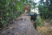 Bình Định: Yêu cầu kỷ luật cán bộ để xảy ra phá rừng cổ thụ
