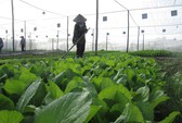 Nông dân khốn khổ bởi giá nông sản tại vườn chỉ bằng ¼ giá bán lẻ