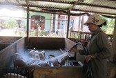 Tiêu hủy thịt heo, xúc xích “xách tay” từ Trung Quốc để tránh dịch bệnh