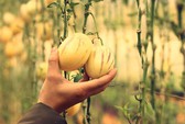 Kỹ sư trẻ trồng thành công dưa pepino tím độc nhất Việt Nam