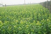 Người sở hữu hơn 40.000 chậu hoa hồng