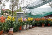 Festival Hoa lan TP HCM khai mạc, miễn phí cho khách tham quan