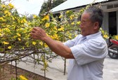 “Đã mắt” với cây mai chấn thủy hình chim phượng hoàng giá nửa tỉ