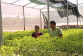 Phú Quốc: Rác quá tải, huyện đề nghị cho đổ ở bãi rác tạm