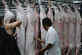 Bộ trưởng Nông nghiệp họp khẩn với 17 tỉnh để ngăn chặn dịch tả lợn châu Phi