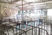 Dịch tả heo châu Phi lan tới tỉnh Nghệ An