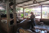 Doanh nghiệp cam kết chỉ bán thịt heo sạch 100% ra thị trường