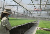 Sức hút của nông nghiệp Việt (*): Đầu tư lớn cho chế biến sâu