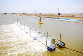 Thủy sản chính ngạch chưa bù được tiểu ngạch