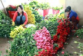 Hoa cúc nhiễm bệnh, nhà vườn Đà Lạt lao đao