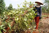 NGƯỜI TRỒNG TIÊU, CÀ PHÊ LỖ NẶNG VÌ BỊ...