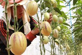 Nông sản Mỹ xuất sang Việt Nam ngày càng nhiều