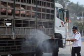 Dịch tả heo châu Phi: Nguy cơ lây nhiễm vào TP HCM rất cao