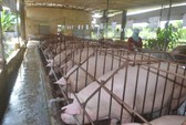Lãnh đạo TP HCM thoải mái ăn heo quay giữa mùa tả heo châu Phi