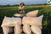 Khai thác nhiều thị trường lạ