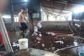 Đồng Tháp công bố dịch tả heo châu Phi trên cả heo rừng