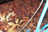 Ngăn chặn tôm càng đỏ vào Việt Nam, hải quan kiểm soát đường mòn, lối mở