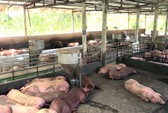 Cẩn trọng việc tiêu thụ heo vùng dịch