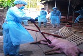 Dịch tả heo châu Phi tấn công nhiều xã đảo trên vùng biển Tây