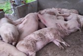 Dịch tả heo châu Phi lan rộng ở Lâm Đồng và Long An