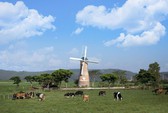 Ngành sữa có thêm thị trường 1,4 tỉ dân