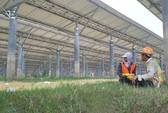 Khánh thành nhà máy điện mặt trời 6.000 tỷ đồng ở vùng Bảy Núi