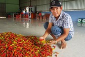 Nông sản xuất khẩu cạnh tranh kém