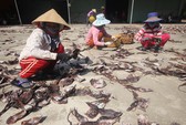 Giá lên, 1.000 tấn mực khô ở Quảng Nam thoát cảnh ứ đọng